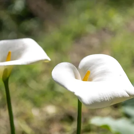 בית חווה Caterina לבנטו